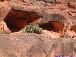 Two large earthen eyes keep watch over this prickly pear cactus (<I>Opuntia phaeacantha</I>).