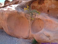 Yellow flowers grace some interesting erosion pockets in the sandstone.