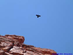 A raven flies overhead..