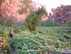 Shannon amidst the wild grapes.