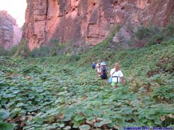 The group moves through the field of wild grapes