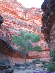 A large cottonwood tree in the canyon.