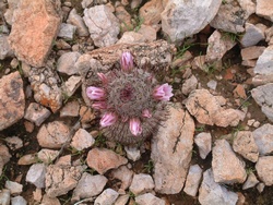 A blooming Pincushion cactus