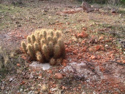 A yet to be identified cactus