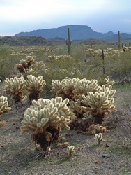 These Teddybear Cholla looked amazing in the lengthening light.