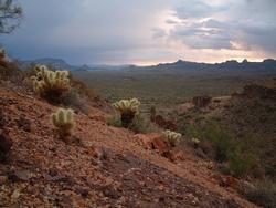 Some Teddybear Cholla look on at the valley below.