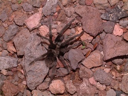 A baby tarantula.