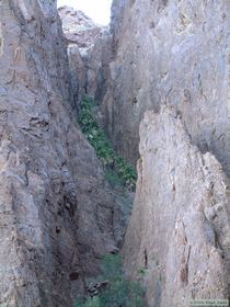 Looking up into the side-canyon with the California Fan Palms.