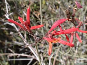 Though it was a really dry winter and spring, there were still a few brave flowers brightening the desert.