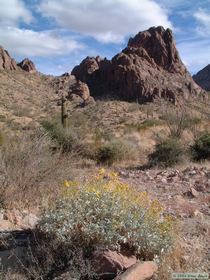 A hardy brittlebush blooming in Tunnel Springs Canyon.