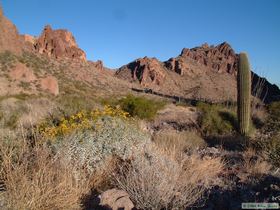 I had to get a lot of photographic mileage out of this brittlebush in Tunnel Springs Canyon.