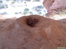 A coyote found this interesting depression in the spire window to be a good place to defecate.