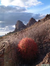 A barrel cactus basking in the evening sun.