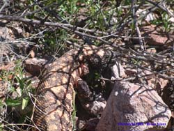 Gila Monster