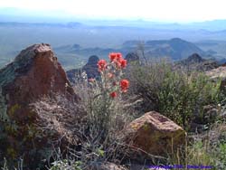 An Indian Paintbrush enjoys the morning view