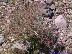 Pretty wildflowers in the wash bed.