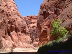 Paria Canyon is much more open than Buckskin Gulch, allowing vegetation to creep in here and there.