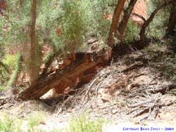 This tree has fallen over, and the branches are like small trees growing out up of it.