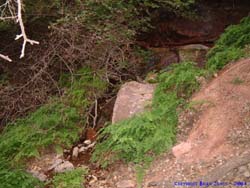 A spring several hundred meters down from Shower Spring.