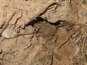 A Mexican Spadefoot toad (Spea multiplicata) in Buckskin Gulch.