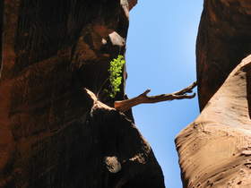 Flood debris stuck up high in the canyon walls of Buckskin Gulch.