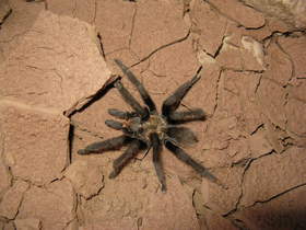 A Zion Tarantula (Aphonopelma zionis) in Buckskin Gulch.