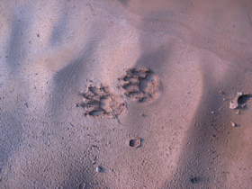 Possible ringtail tracks in Buckskin Gulch.