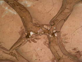 Raccoon tracks in Buckskin Gulch.