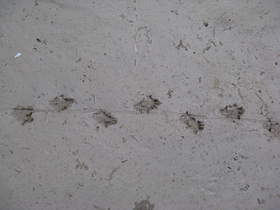 What I think is a turtle track in Paria Canyon.