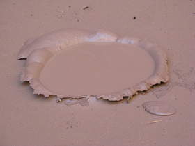 The impact crater from a rock thown into a mud pit  in Paria Canyon filled up with water from below.