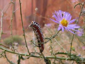 A Hooded Owlet moth species caterpillar (Cucullia dorsalis) in Paria Canyon.