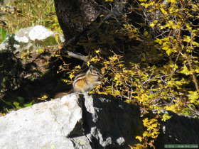 A least chipmunk (Tamias minimus) on East Pecos Baldy Peak in the Sangre de Cristo Mountains.