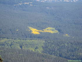 A patch of aspens changed to their fall wardrobe in the Sangre de Cristo Mountains.