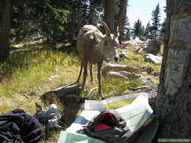 Hello.  I see you have a map . . .  Do you speak Bleat?  Can you give me directions to North Truchas Peak?