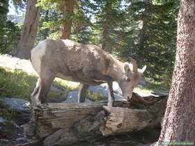 Bighorn (Ovis canadensis) at Truchas Lake in the Sangre de Cristo Mountains.