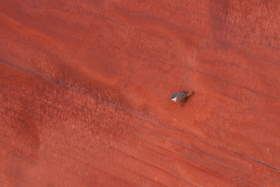 A Canyon Wren (Catherpes mexicanus) in Coyote Buttes South.