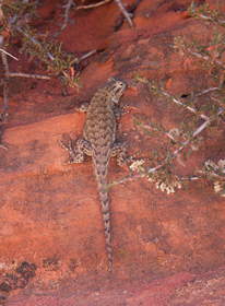 A plateau fence-lizard (Sceloporus tristichus) in Coyote Buttes South.