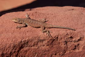 An ornate tree lizard (Urosaurus ornatus) in Coyote Buttes South.