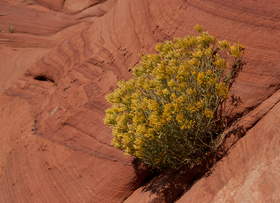 An unknown wildflower in Coyote Buttes South.