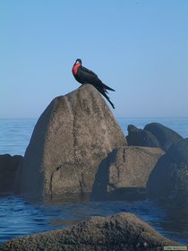 A male Magnificent Frigate Bird (Fregata manificens) at Punta La Tijerete.