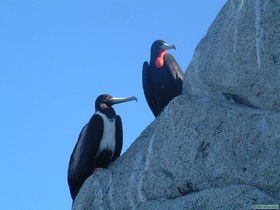 Magnificent Frigate birds (Fregata manificens) at Punta La Tijerete.