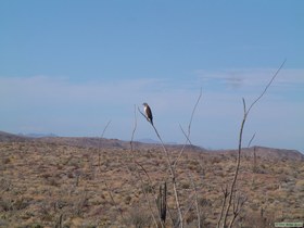 A dark-phase Red-Tailed Hawk (Buteo Jamaicensis).