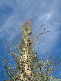 A boojum tree.