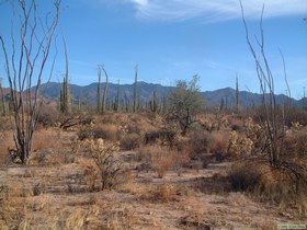 The plant diversity is definitely higher here than in the northern part of Baja.