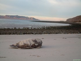 Green Sea Turtle shell.