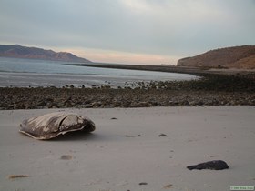 Green Sea Turtle shell.