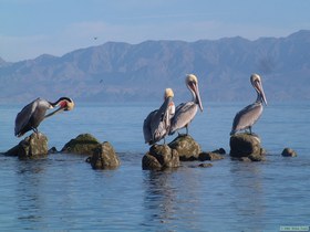 The Pelicans of Isla Alcatraz.