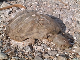 Green Sea Turtle shell on Isla Alcatraz.