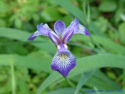 A beautiful flower along the trail.