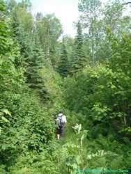 Brian traipsing through the woods.